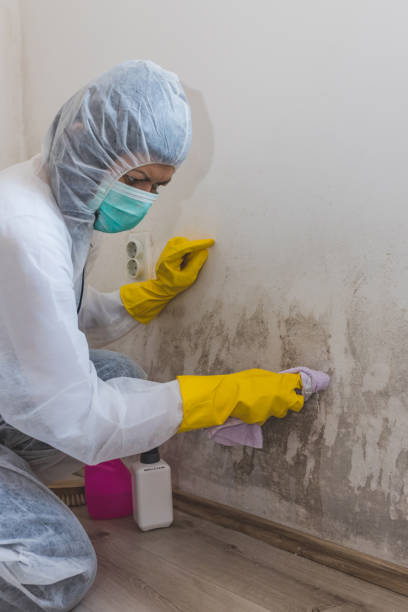 Best Post-Construction Mold Inspection  in Pekin, IL